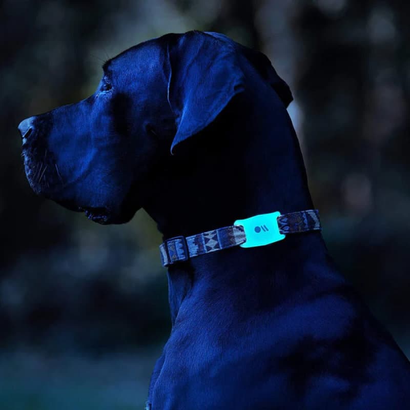 Case-Mate Dog Collar Mount - Case for Apple AirTag 1 / 2 (glow-in-the-dark) 5